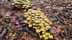 Hypholoma fasciculare