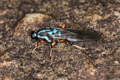 Raphiocera armata