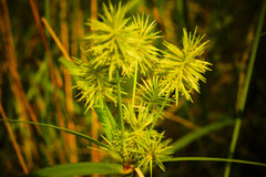 Cyperus lancastriensis