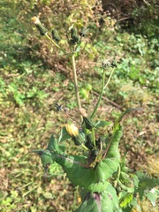Sonchus oleraceus