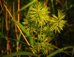 Cyperus lancastriensis