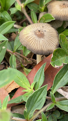 Psathyrellaceae