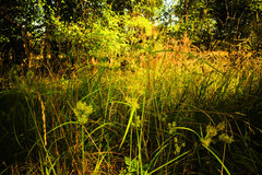 Cyperus lancastriensis