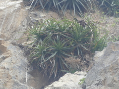 Puya boliviensis