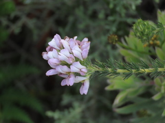 Aspalathus cephalotes
