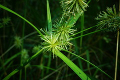 Cyperus lancastriensis