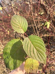 Cornus sericea