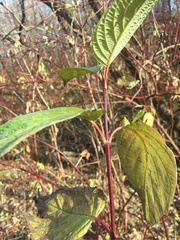 Cornus sericea