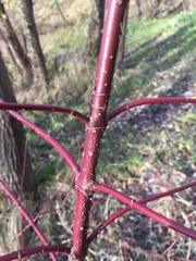 Cornus sericea