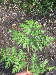 Anthriscus sylvestris