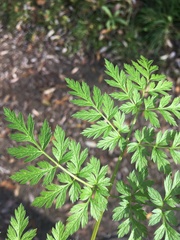 Anthriscus sylvestris