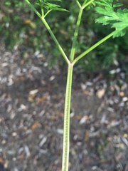 Anthriscus sylvestris