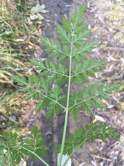 Anthriscus sylvestris