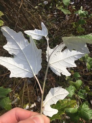 Populus alba