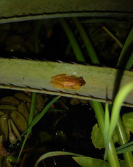Dendropsophus sanborni