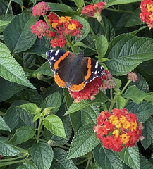 Vanessa atalanta