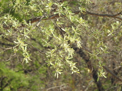 Terminalia sericea