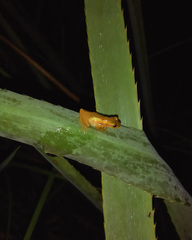 Dendropsophus sanborni