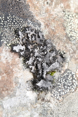 Umbilicaria cylindrica