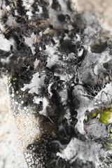 Umbilicaria cylindrica