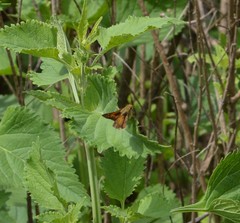 Atalopedes campestris huron