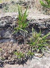 Xerophyta adendorffii