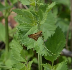 Atalopedes campestris huron