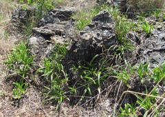 Xerophyta adendorffii