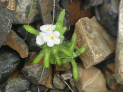 Cryptantha filaginea