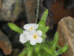Cryptantha filaginea