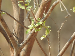Terminalia sericea