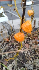 Alkekengi officinarum