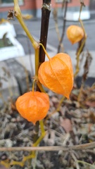 Alkekengi officinarum