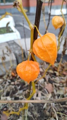 Alkekengi officinarum