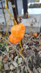 Alkekengi officinarum