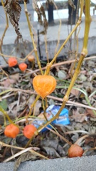 Alkekengi officinarum