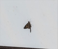 Thorybes dorantes dorantes