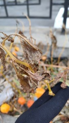 Alkekengi officinarum