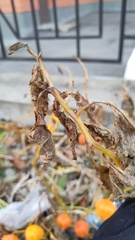 Alkekengi officinarum