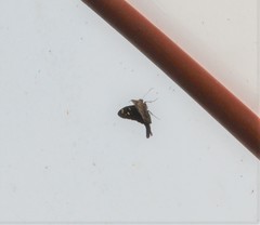 Thorybes dorantes dorantes