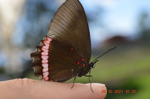 Northern Red Rim