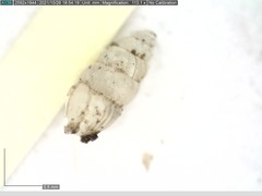 Carychium