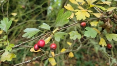 Crataegus monogyna