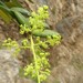 Griselinia carlomunozii - Photo (c) “Juan de los Zorros”, algunos derechos reservados (CC BY-NC), subido por “Juan de los Zorros”