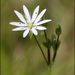 Lesser Stitchwort - Photo (c) Steve Chilton, some rights reserved (CC BY-NC-ND)