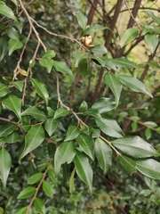 Camellia cuspidata