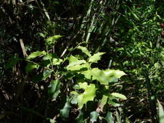 Maytenus ilicifolia