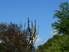Cereus stenogonus
