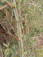 Cissus quadrangularis