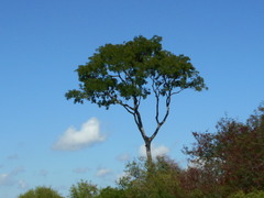 Enterolobium